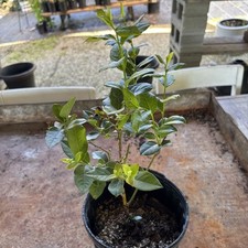 blueberry bush for sale  Lily