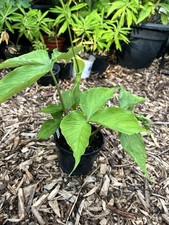 Pinellia ternata gorgeous for sale  GRIMSBY