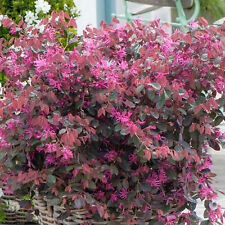 Loropetalum fire dance for sale  UK