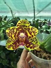 Phalaenopsis sogo pony for sale  SHREWSBURY