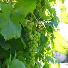 Grape lakemont white for sale  SOUTHAMPTON