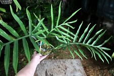 Philodendron tortum plant for sale  Hollywood