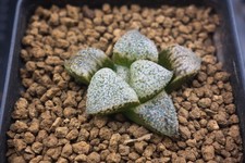 Succulent haworthia kouyou for sale  Albrightsville