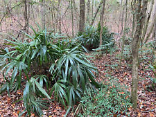 Rhapidophyllum hystrix seeds for sale  Gainesville