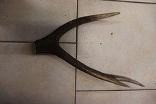 Hirschkrone geweihstange hirsc gebraucht kaufen  Grainau