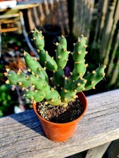 Opuntia fragilis brittle for sale  CLACTON-ON-SEA