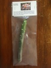 Plumeria cuttings frangipani for sale  Santa Paula