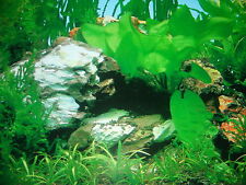 Vinyl aquarium fish for sale  STEVENAGE
