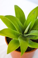 Agave attenuata pot usato  Roma