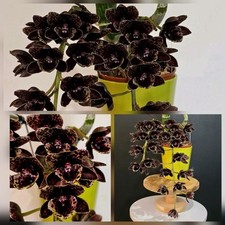 Rare catasetum dark for sale  NOTTINGHAM