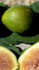 Pianta fico gentile usato  Altamura