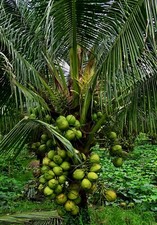 Four king organic for sale  USA