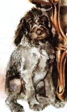 german wirehaired pointer for sale  Tampa