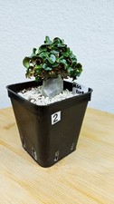 Adenium dha mgs d'occasion  Blagnac