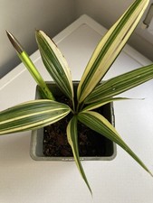 Trachycarpus fortunei variegat d'occasion  France