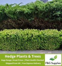 Ilex crenata evergreen for sale  ALTON