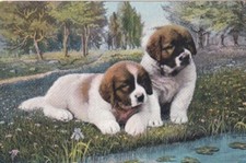 Postcard st. bernard for sale  Apple Valley