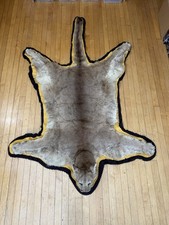 Mountain lion skin for sale  Milwaukee