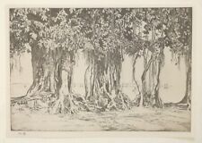Lumsden banyan tree for sale  OSWESTRY