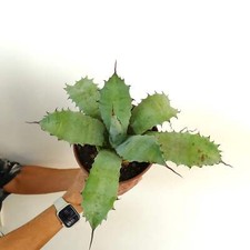 Agave ferox agave usato  Napoli