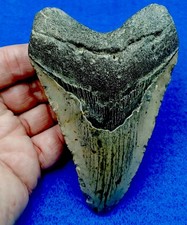 Huge megalodon prehistoric for sale  Jacksonville