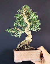 Bonsai chuhin olivastro usato  Cison di Valmarino