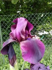 Iris germanica barbata usato  Venzone