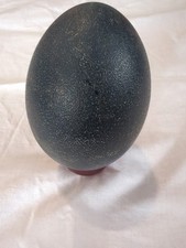Emu egg blown for sale  Naples