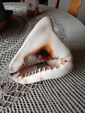 Medium horned queen for sale  Cedar Rapids
