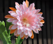 Epiphyllum blattkaktus hybr gebraucht kaufen  Rohrbach