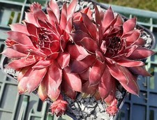 Sempervivum burnt embers gebraucht kaufen  St.Kilian