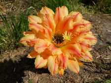 Echinopsis trichocereus hybrid gebraucht kaufen  Leutershausen