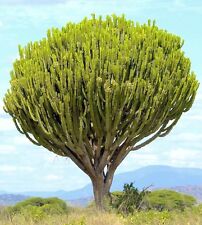 Rare euphorbia ingens for sale  Miami