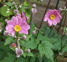 Anemone tomentosa litre for sale  ADDLESTONE