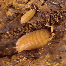 Porcellio scaber orange d'occasion  Noyant