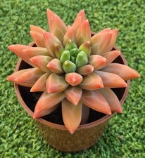 Pachyphytum compactum purple for sale  UK