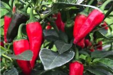 Apache hot chilli for sale  BROMSGROVE