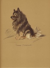 Keeshond original old for sale  COLEFORD