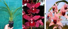 Cymbidium rubby brook d'occasion  Fumel