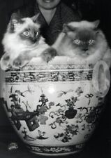 persiani gatti usato persiani gatti usato Roma