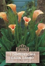 Zantedeschia cameo calla for sale  UK