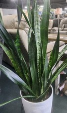 Sansevieria snake plant for sale  Rockport