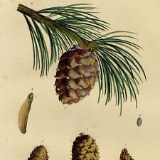 Botanique pin mugho d'occasion  France