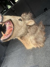 hog hunts for sale hog hunts for sale Colorado Springs