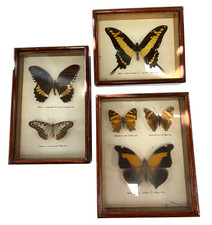 Vintage framed butterfly for sale  RUGBY