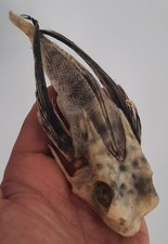 Curiosité taxidermie coquilla d'occasion  Montpellier-