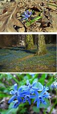Sibirischer blaustern schnellw gebraucht kaufen  Kaiserslautern