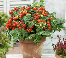 Tiny tim tomato for sale  FERRYHILL