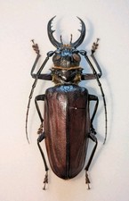Acanthophorus serraticornis 10 for sale  WOKING