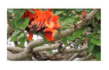 Erythrina caffra korallenbaum gebraucht kaufen  Pfullingen